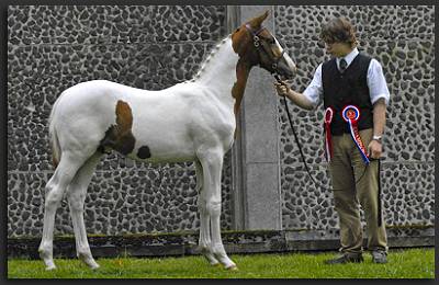 Kalemino - Coloured Warmblood Filly by Umenno